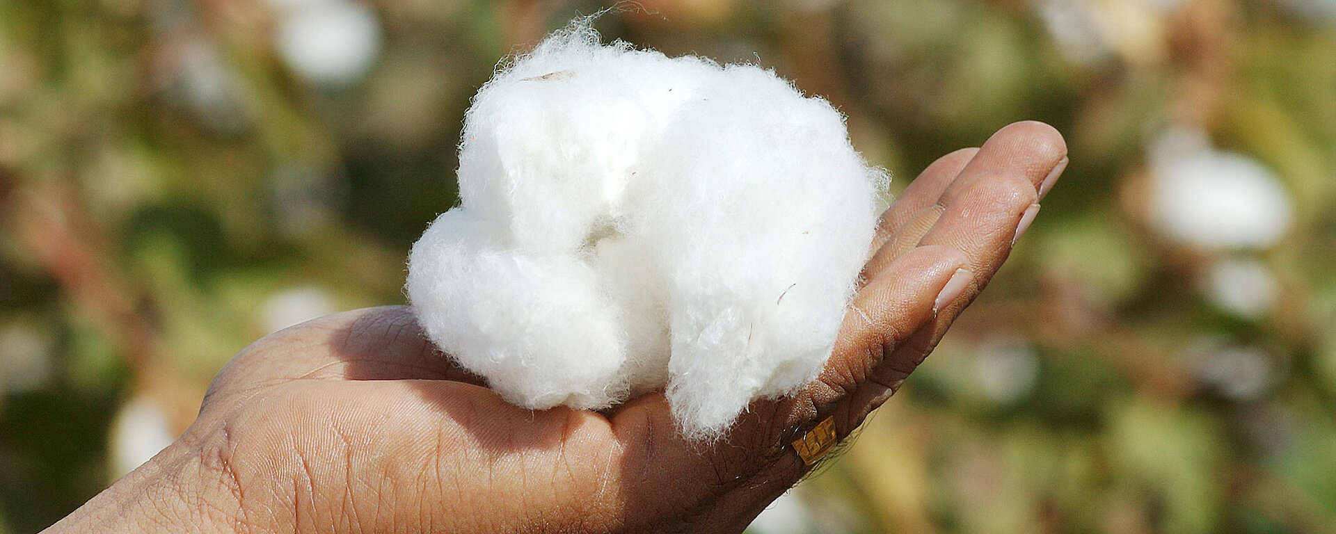 Hand holding white cotton ball