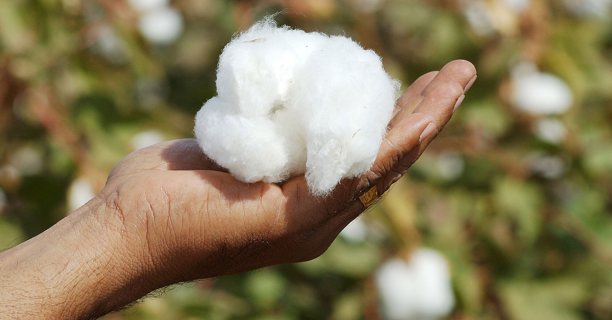 Organic Cotton in OEKO-TEX® STANDARD 100