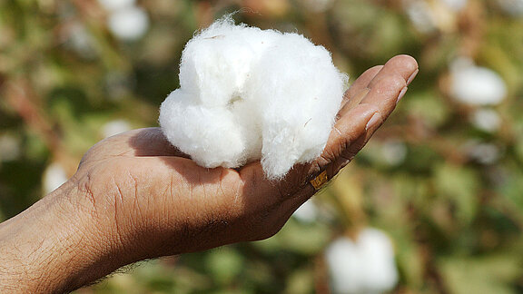 Hand holding white cotton ball