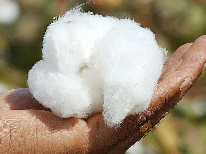 Hand holding white cotton ball