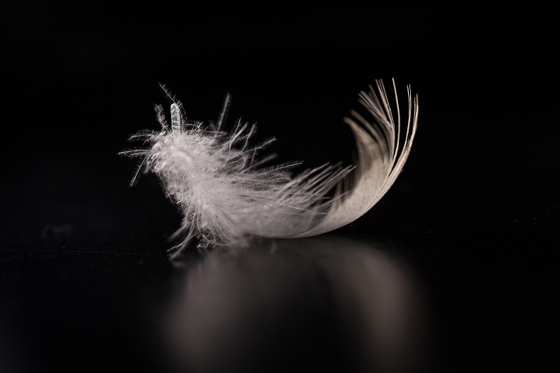 Down & Feather